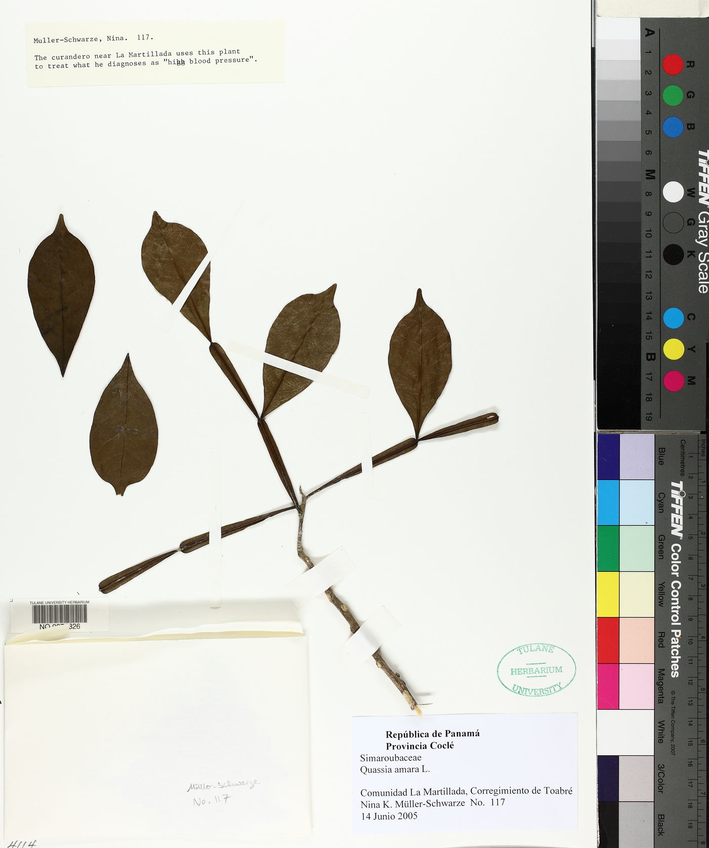 Quassia amara image