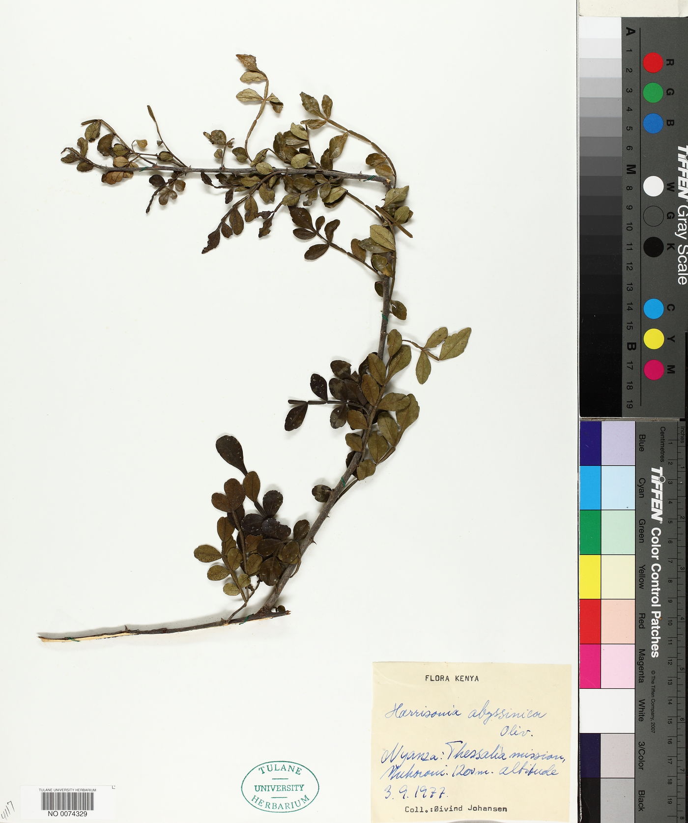 Harrisonia abyssinica image