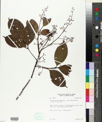 Protium divaricatum subsp. fumarium image