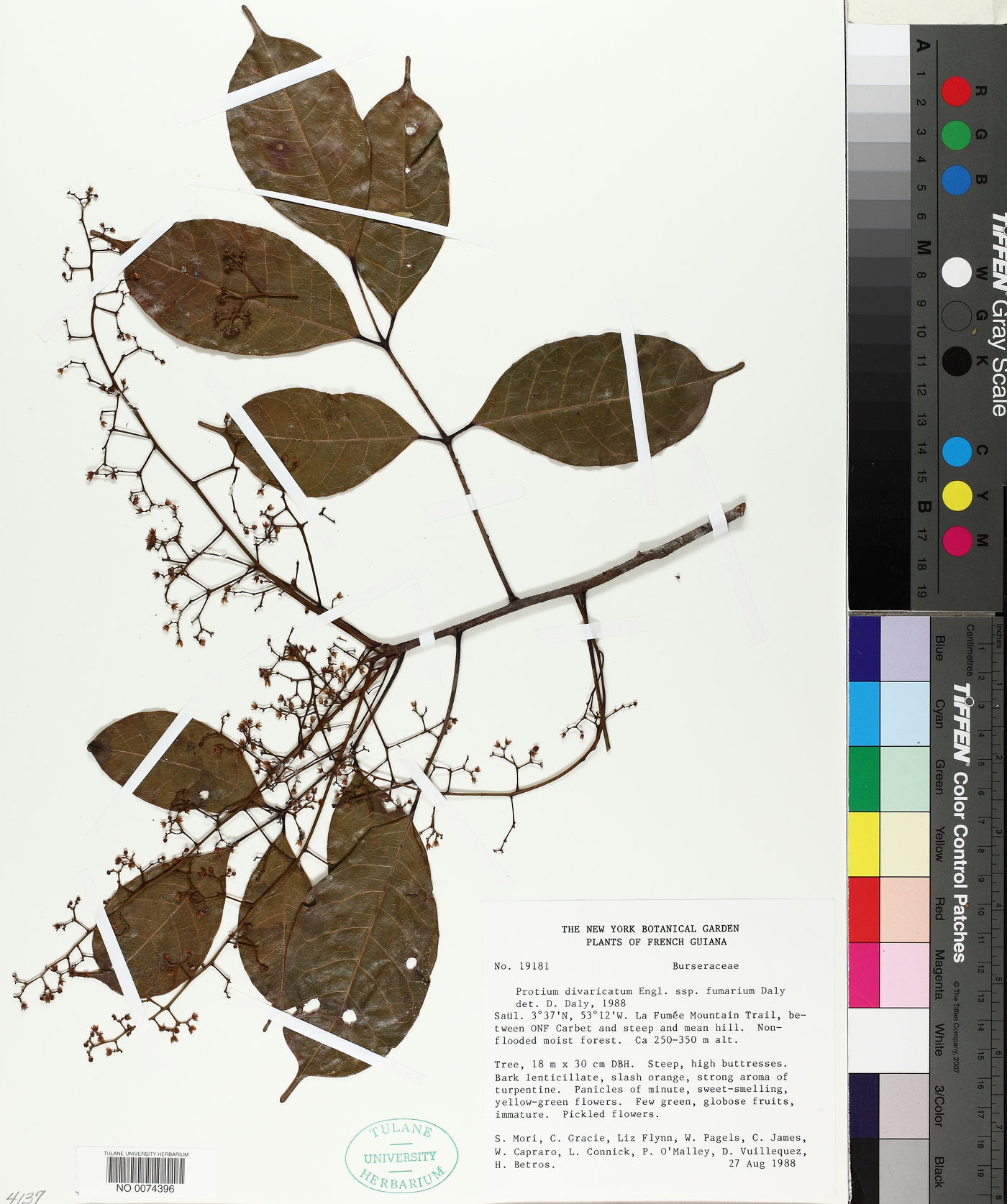 Protium divaricatum subsp. fumarium image