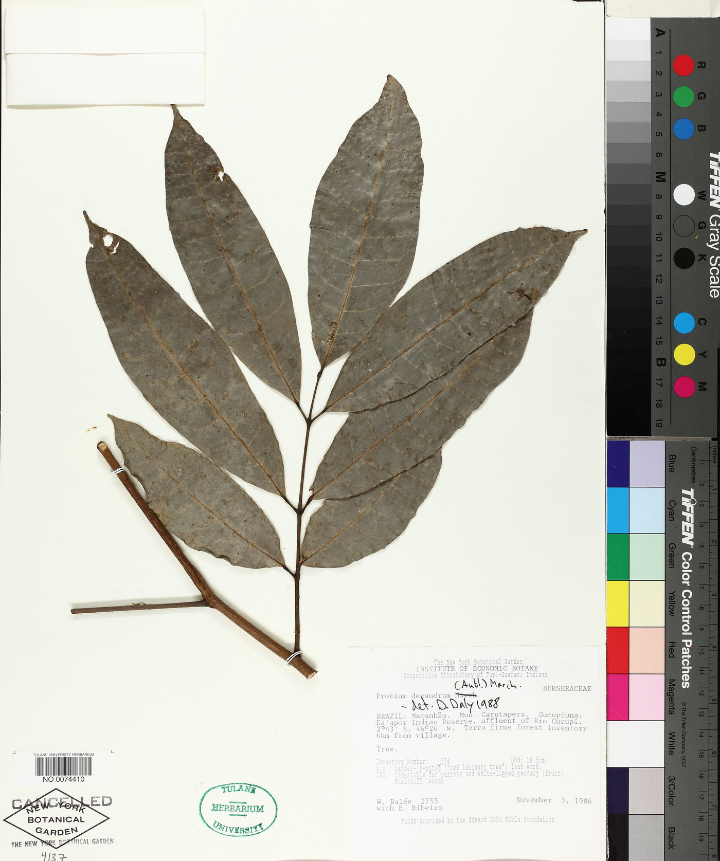 Protium decandrum image