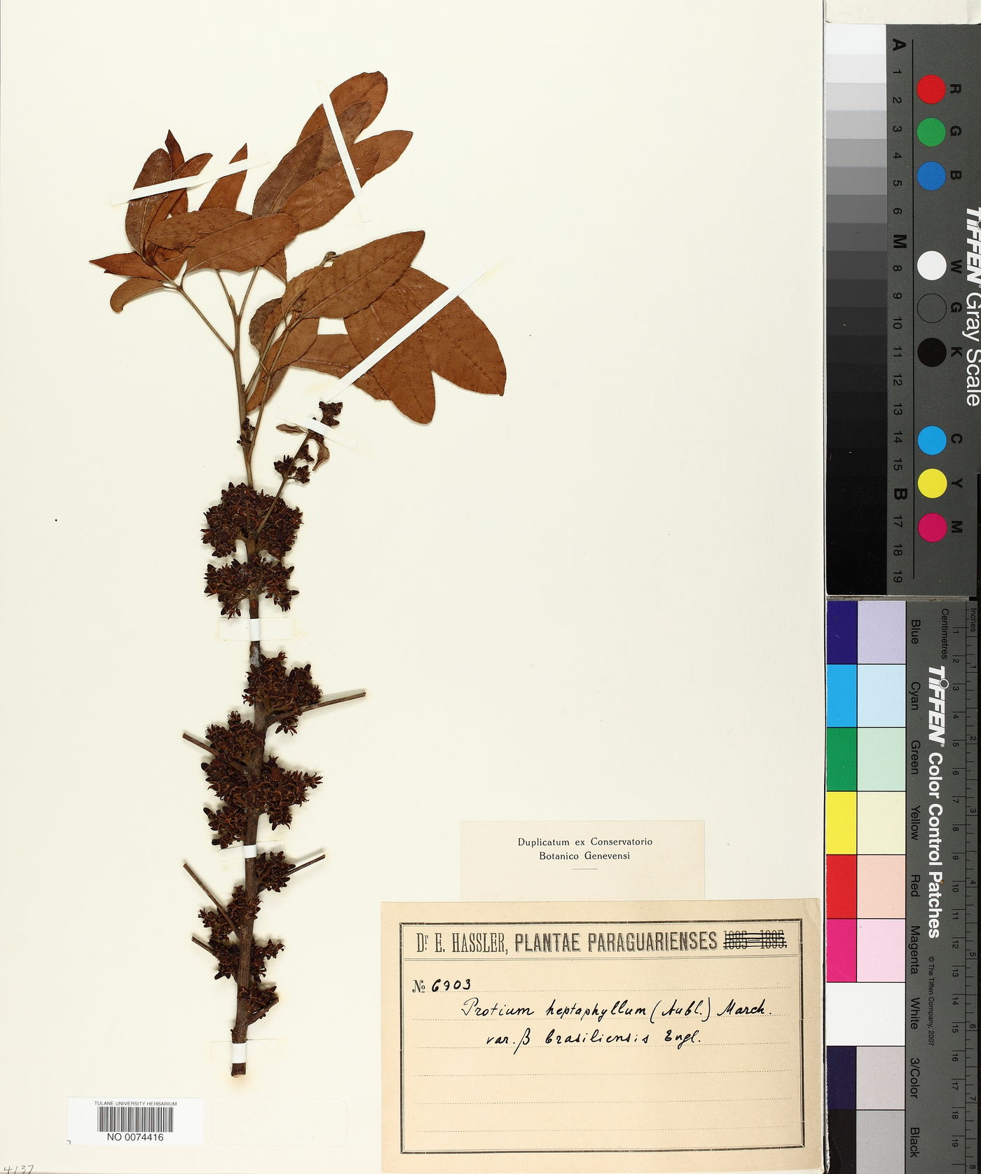 Protium heptaphyllum var. brasiliense image
