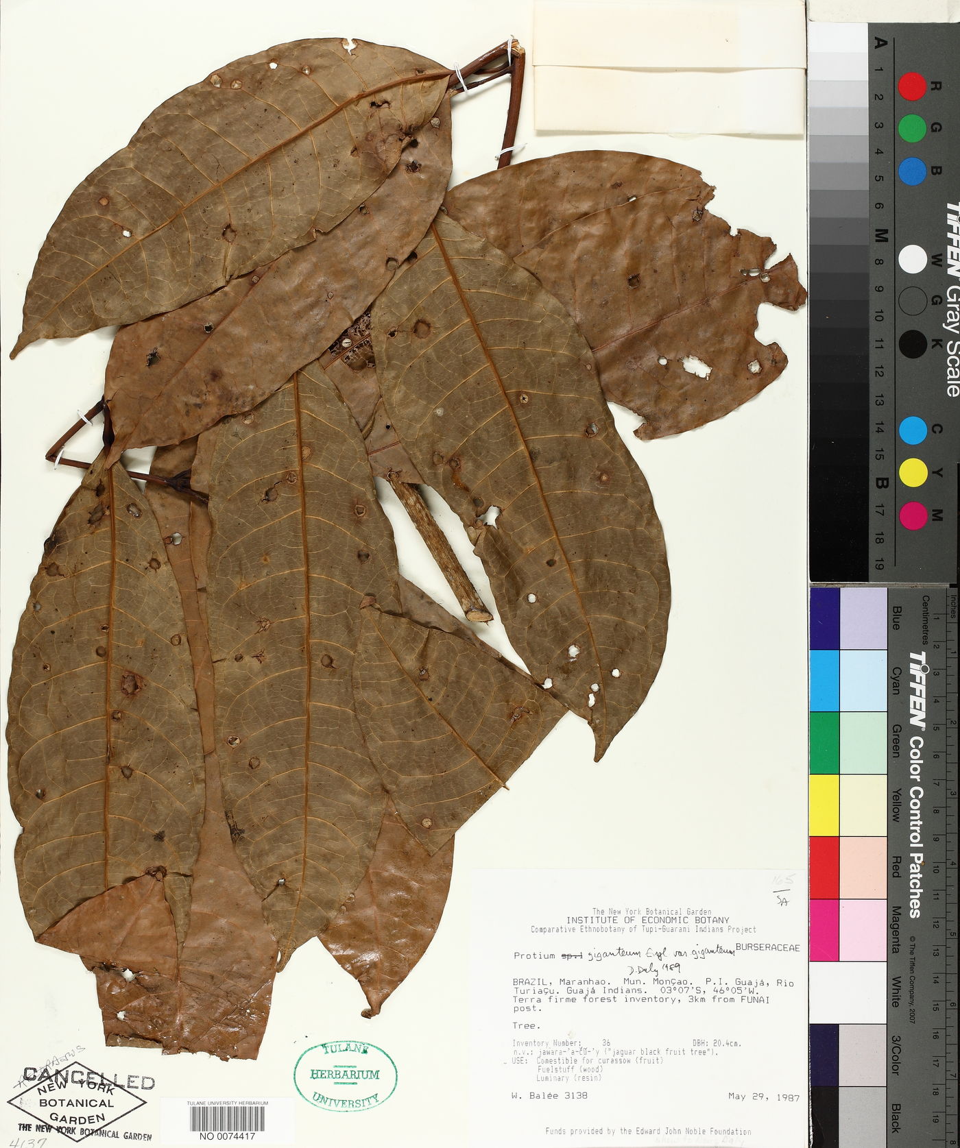 Protium giganteum var. giganteum image