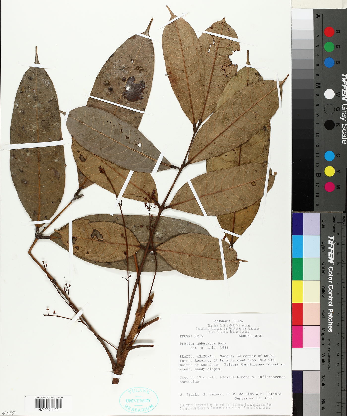 Protium hebetatum image