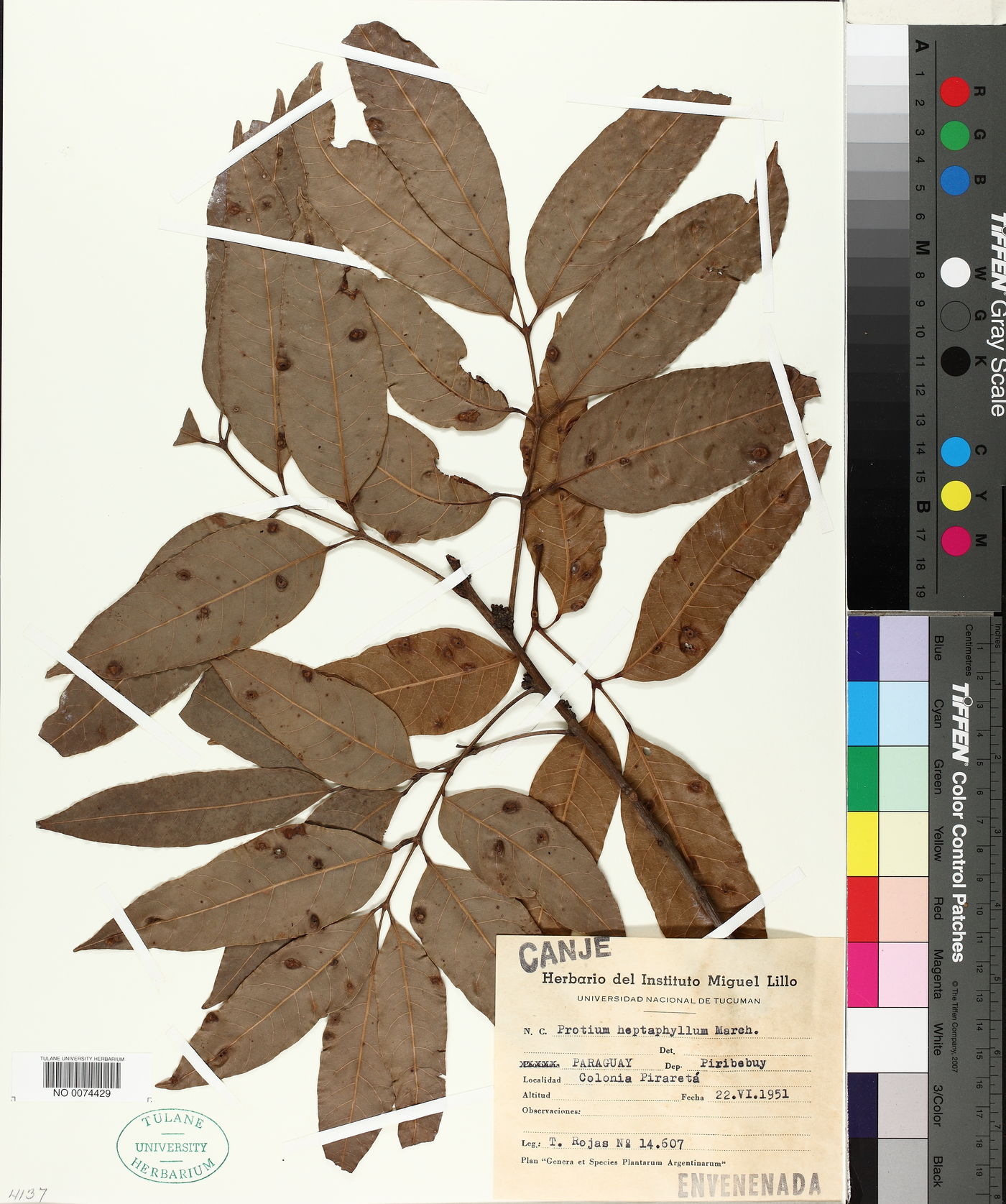 Protium heptaphyllum image