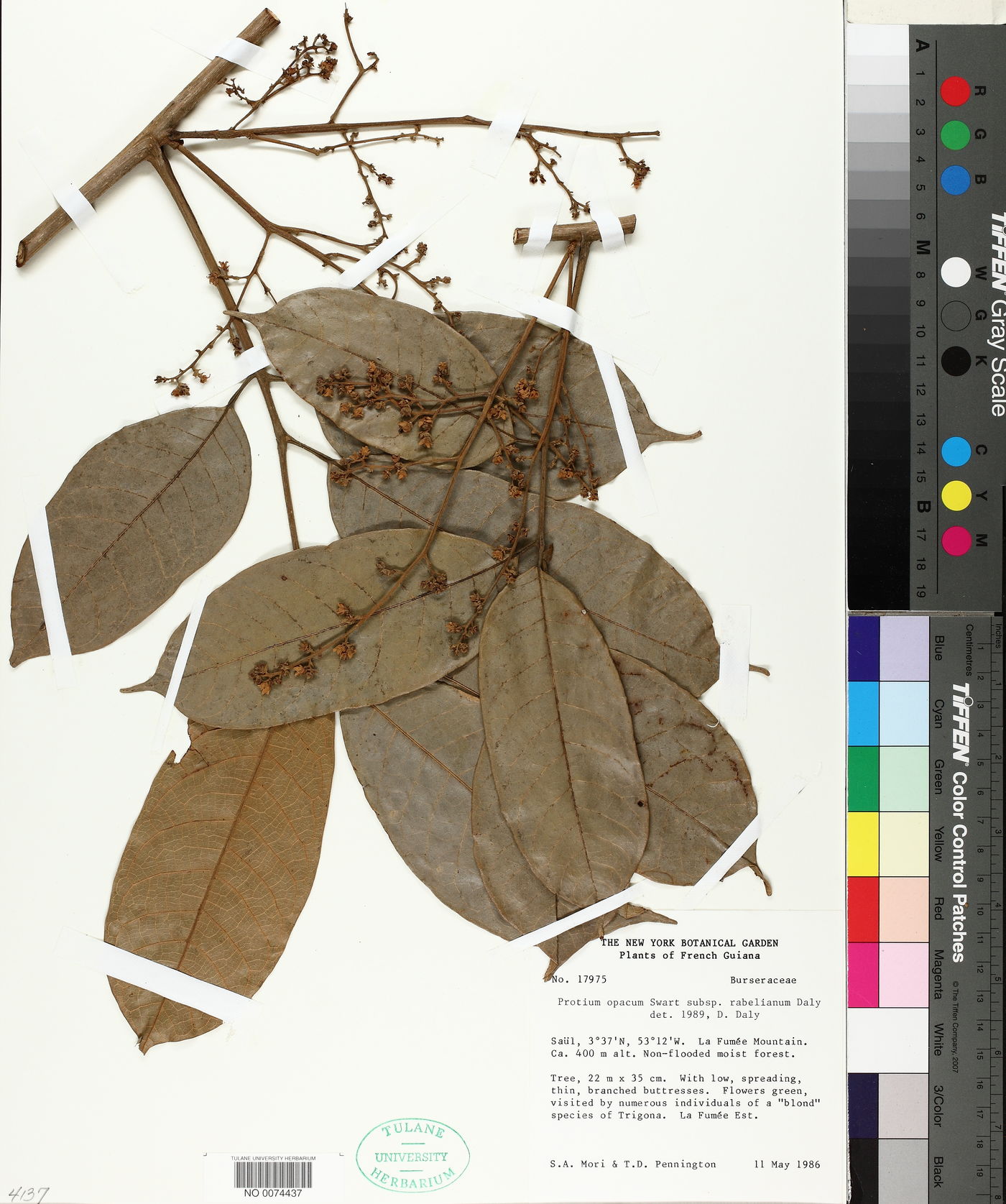 Protium opacum subsp. rabelianum image