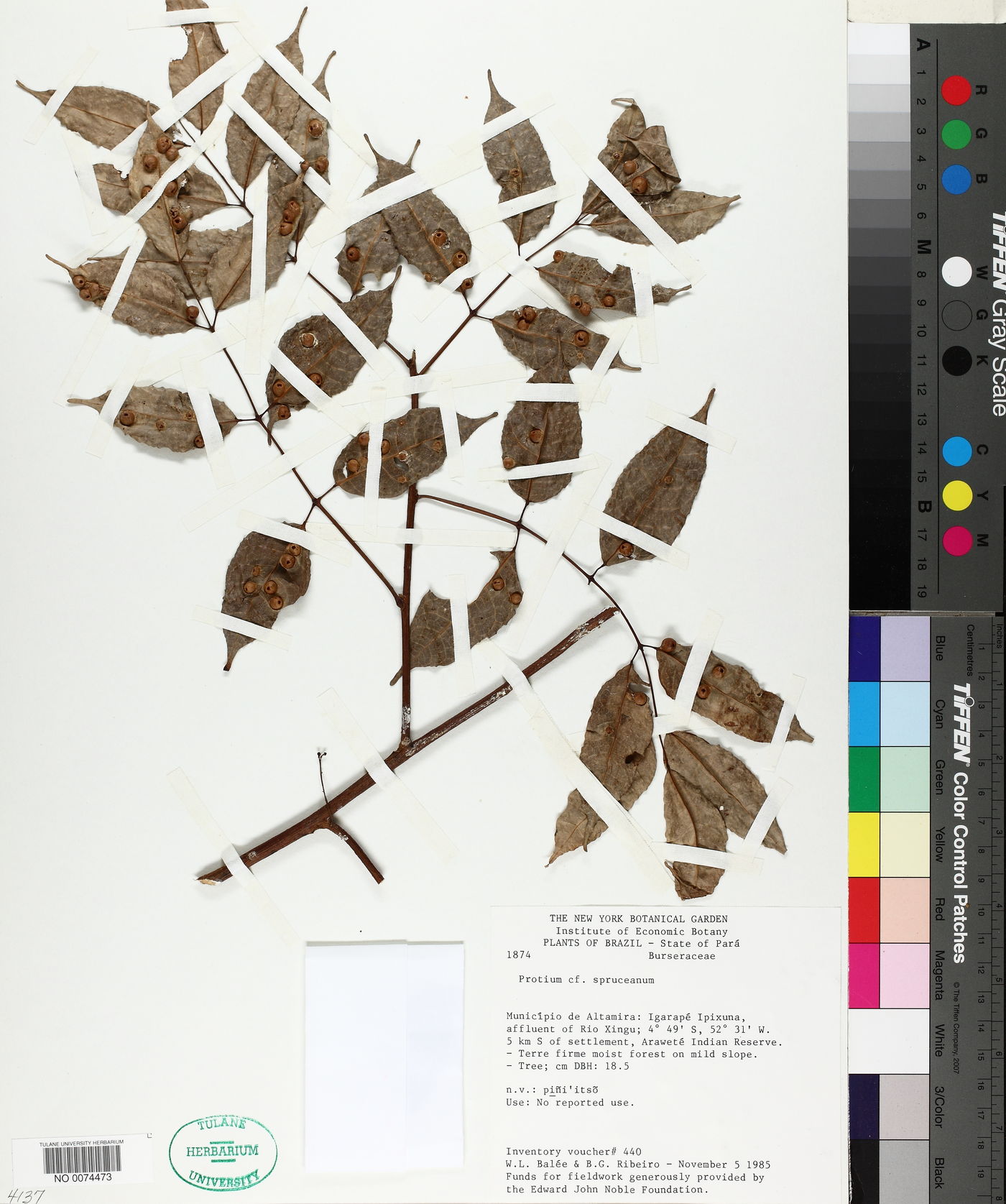 Protium spruceanum image