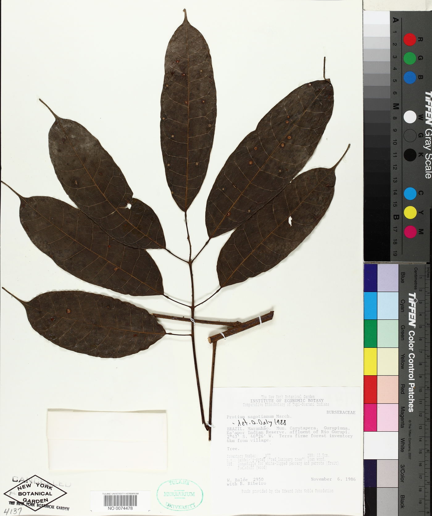 Protium sagotianum image