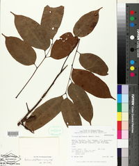 Protium polybotryum image