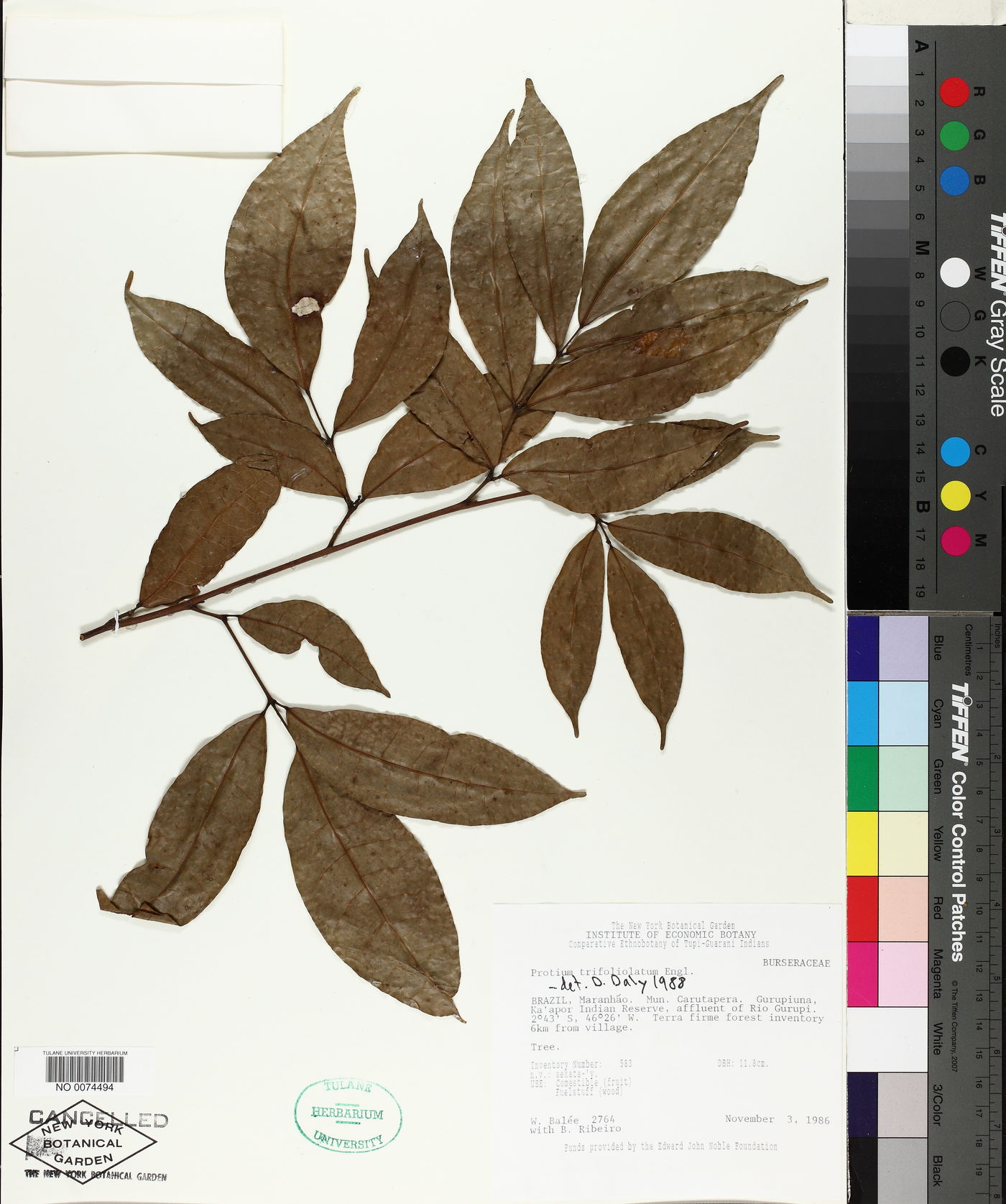 Protium trifoliolatum image
