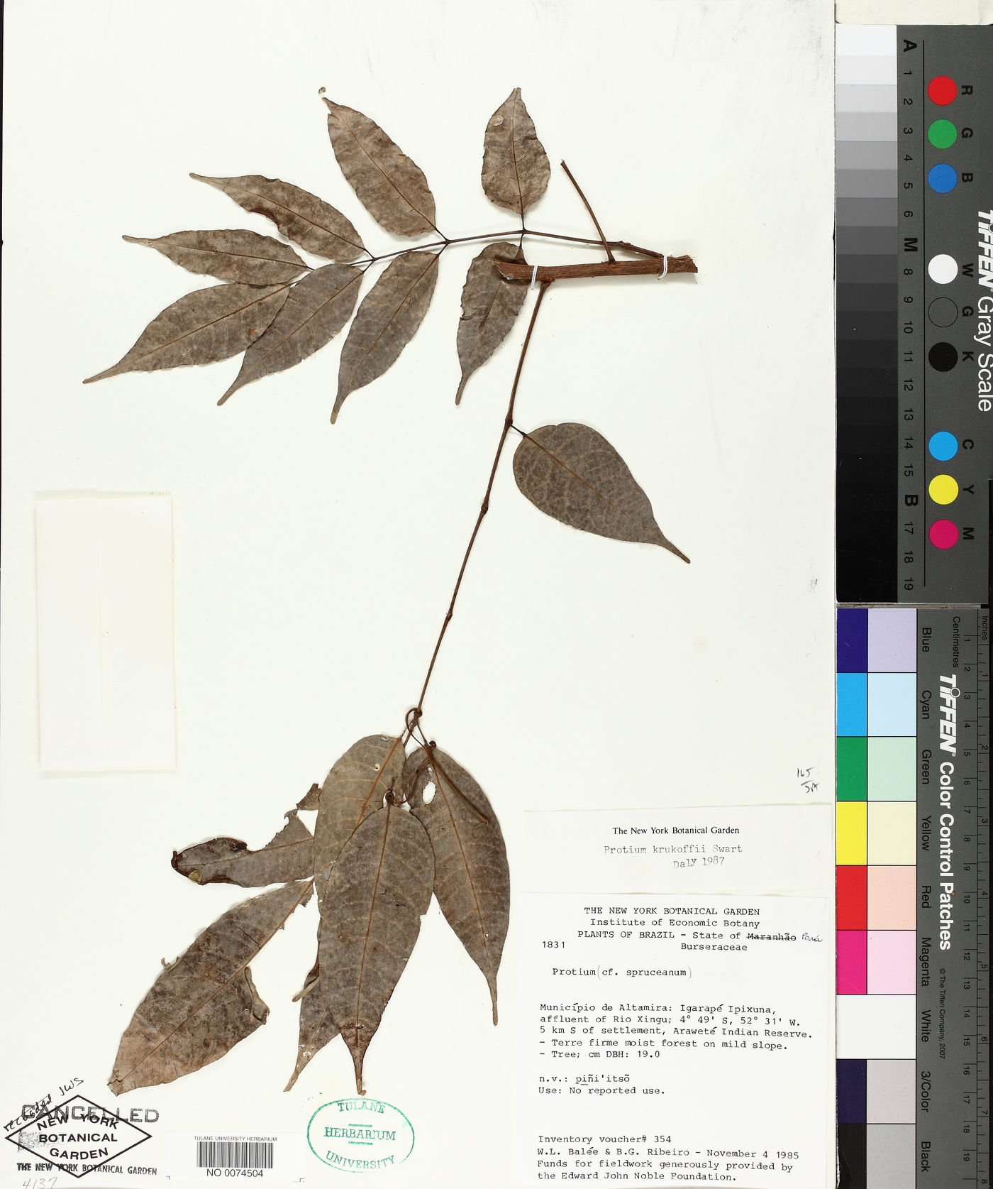 Protium spruceanum image