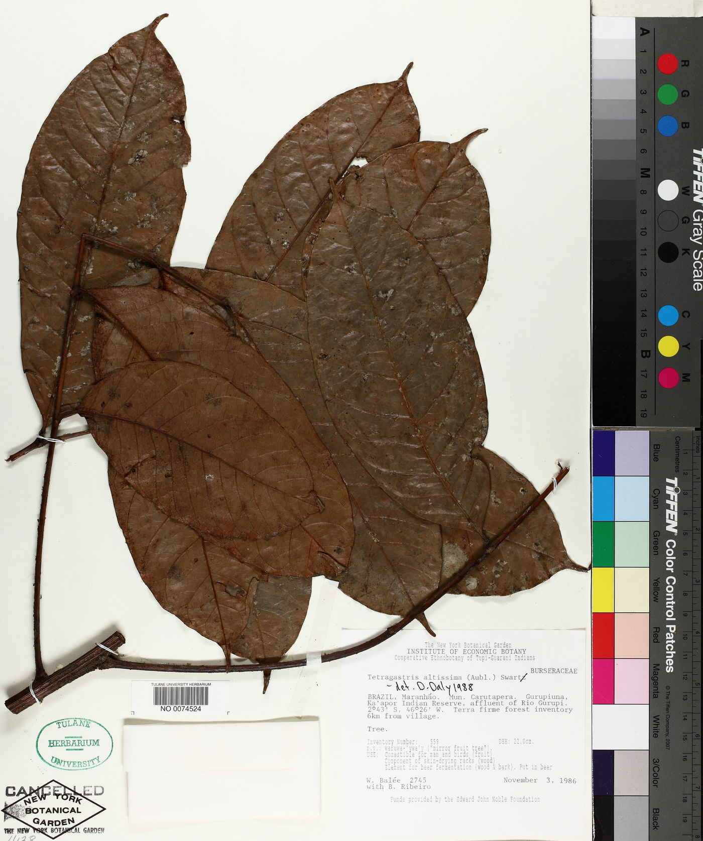Tetragastris altissima image