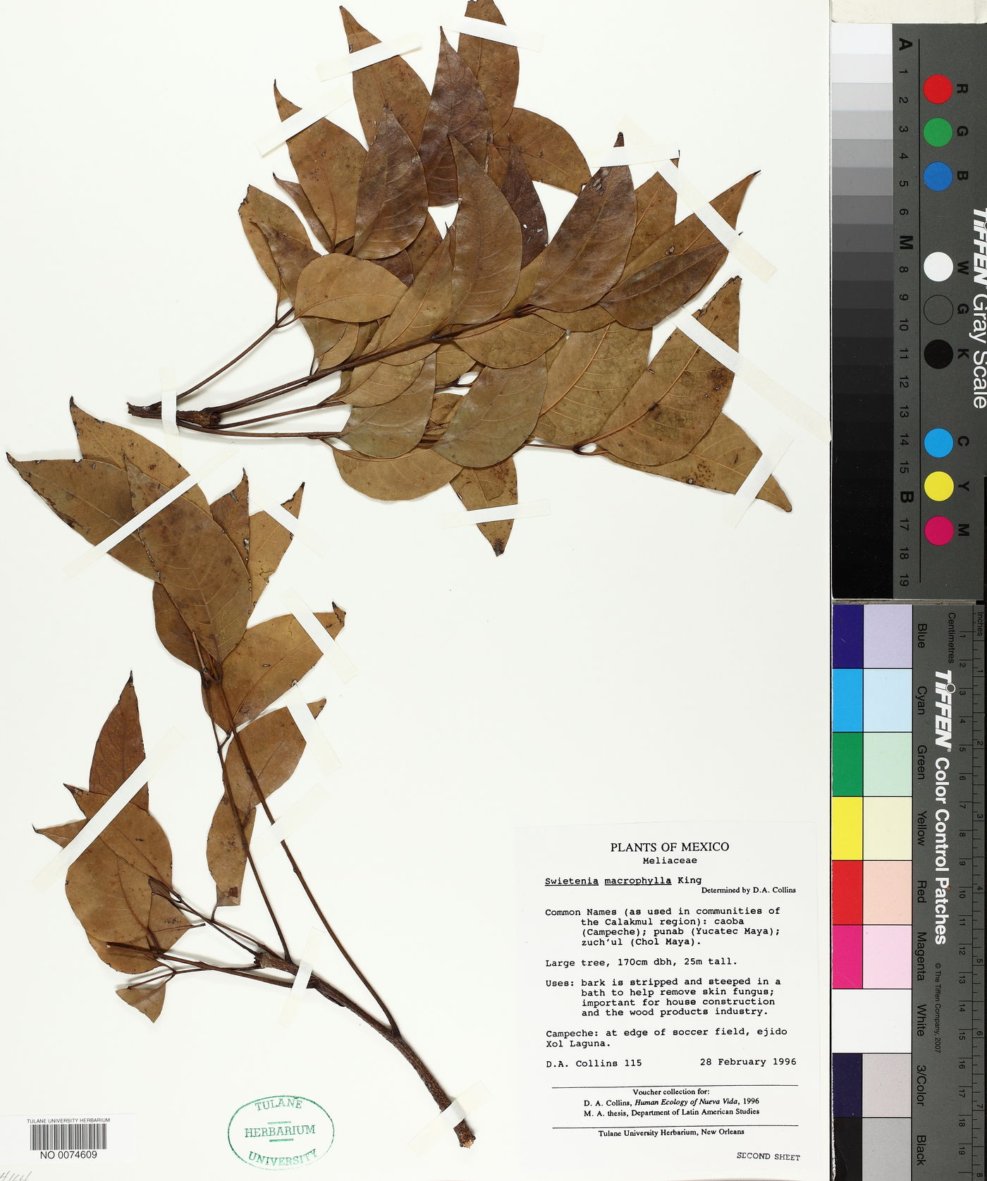 Swietenia macrophylla image