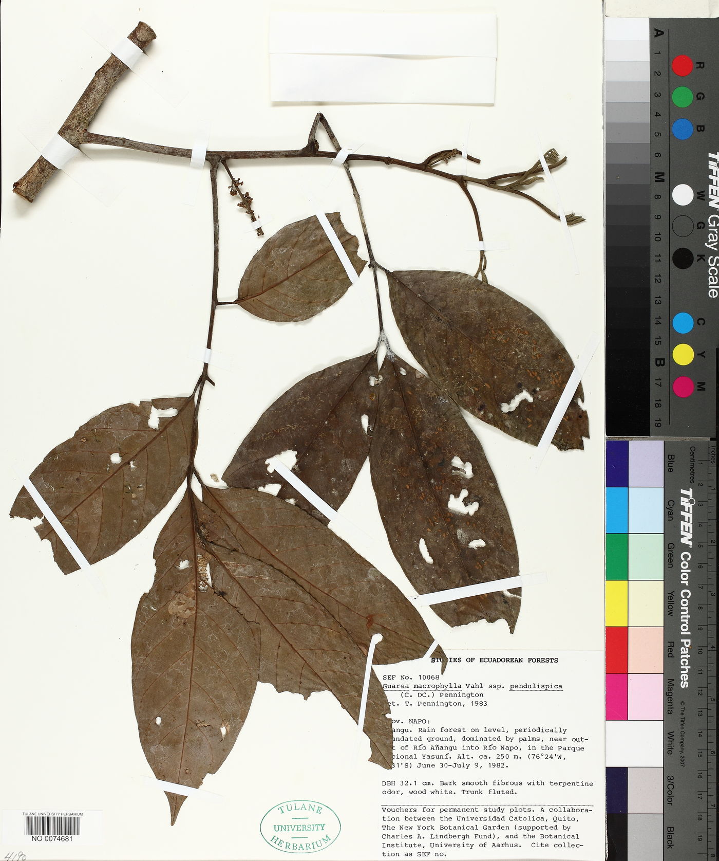 Guarea macrophylla subsp. pendulispica image