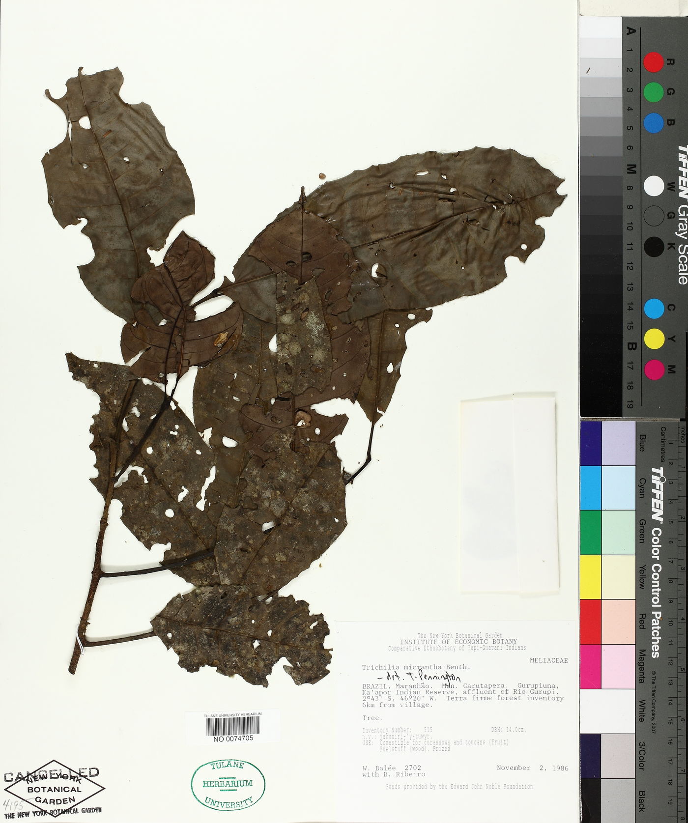 Trichilia micrantha image