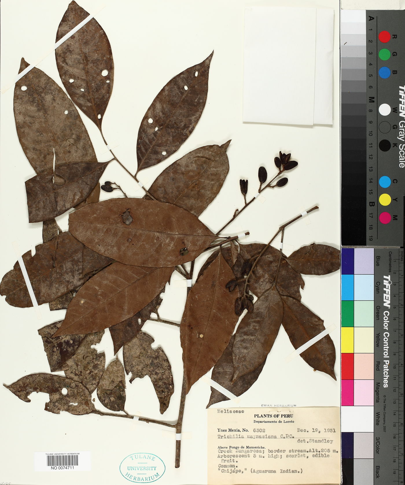 Trichilia maynasiana image