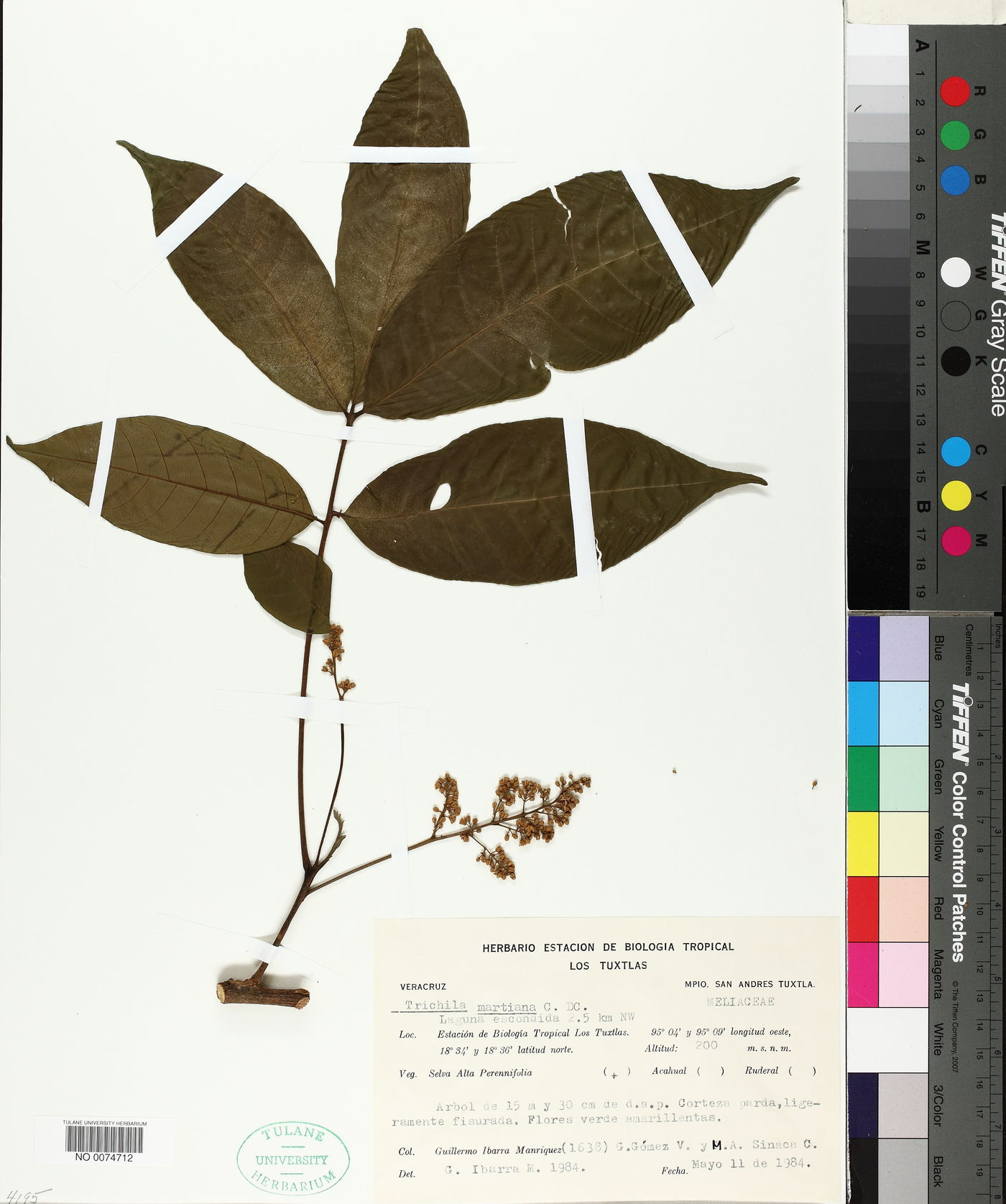 Trichilia martiana image
