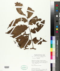 Image of Trichilia lecointei