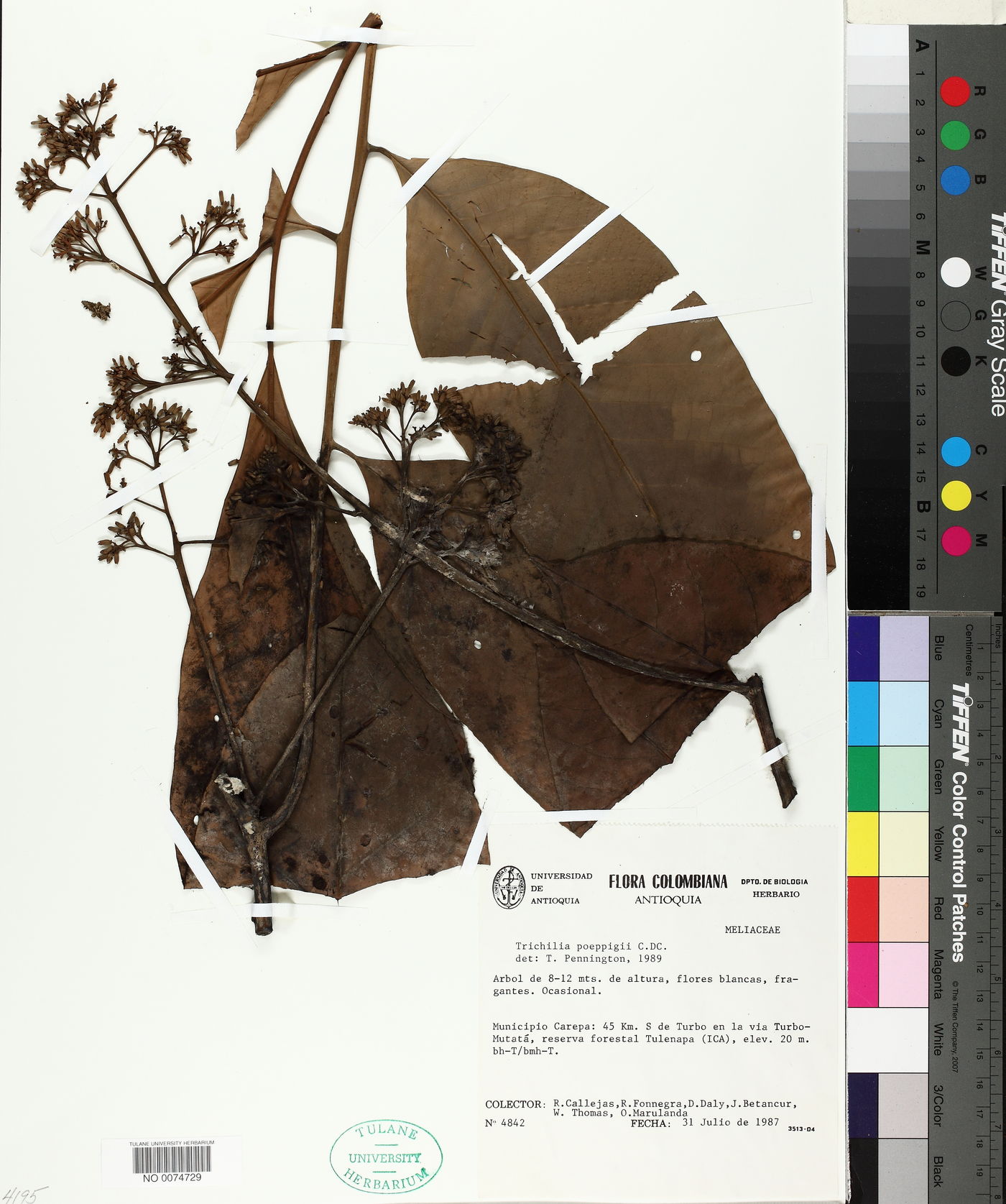 Trichilia poeppigii image