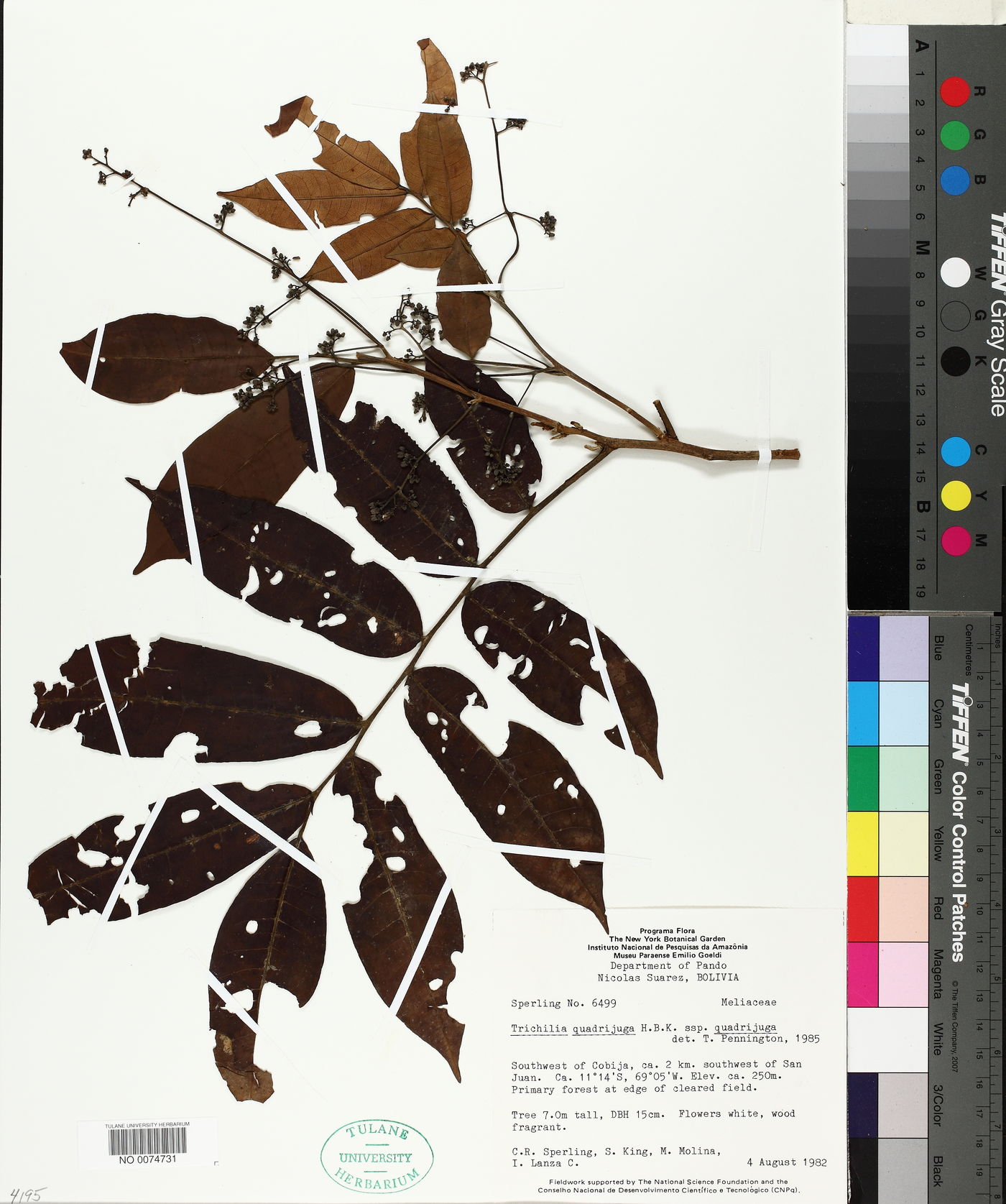 Trichilia quadrijuga subsp. quadrijuga image