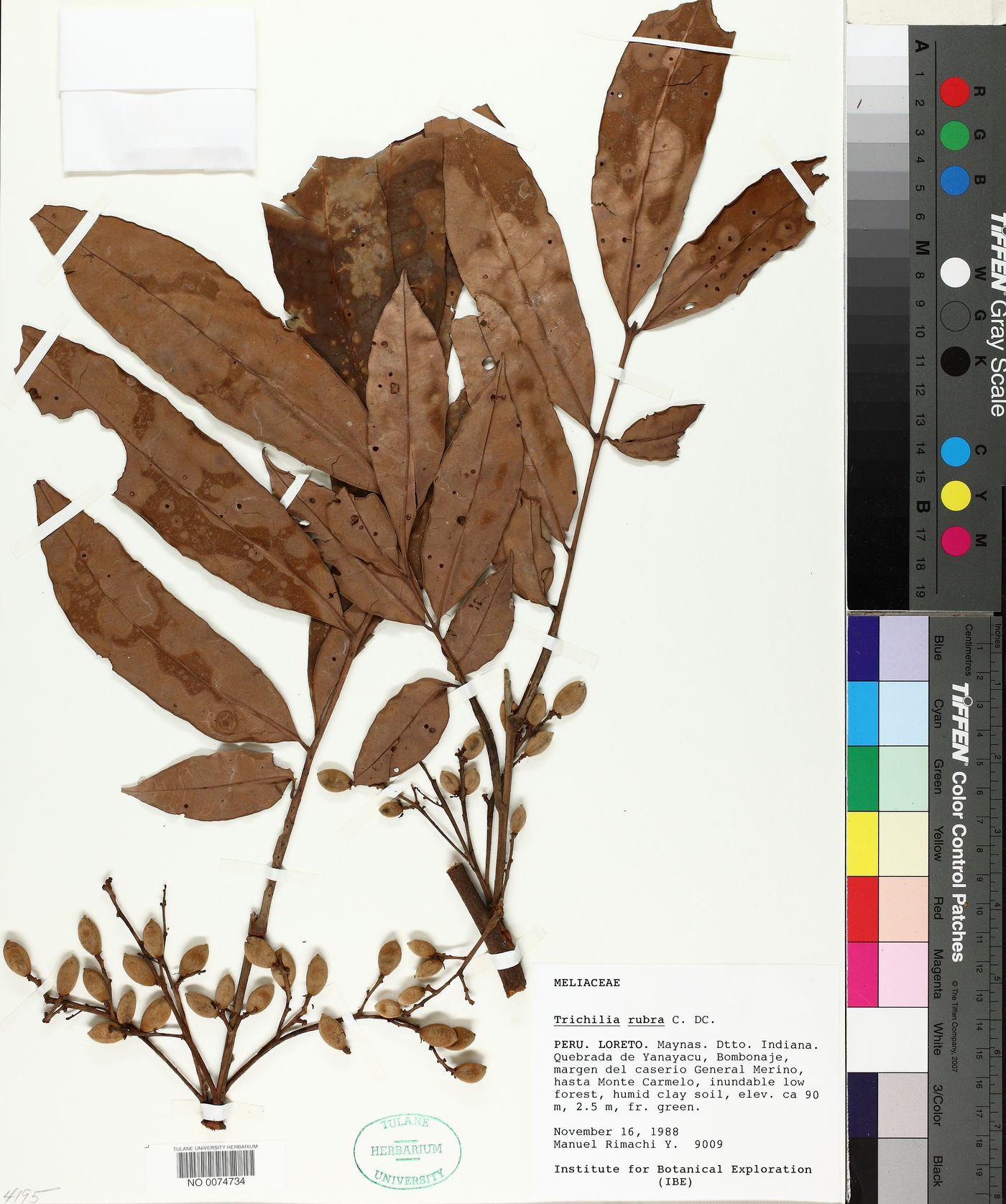Trichilia rubra image