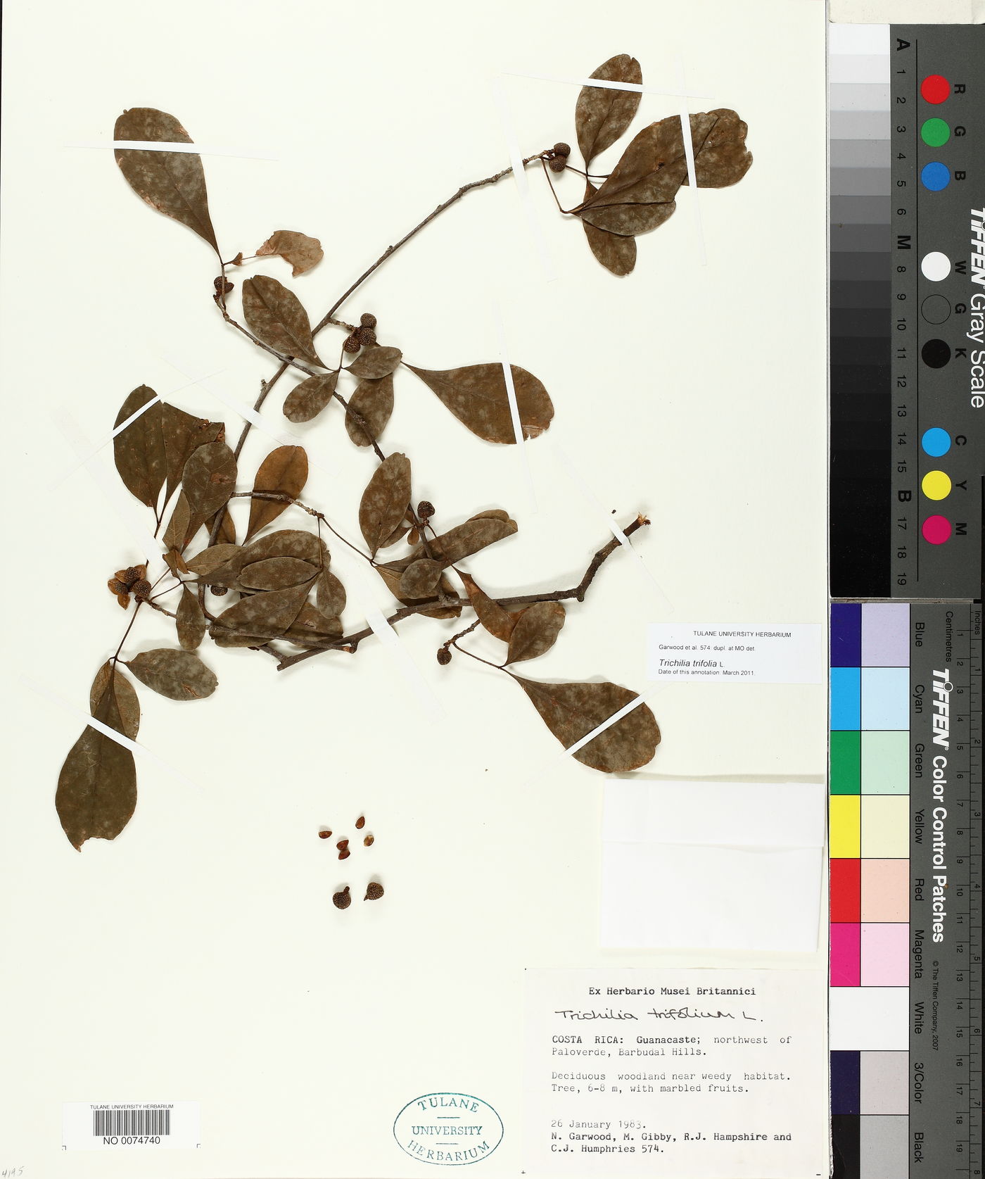 Trichilia trifolia image