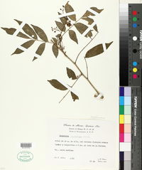 Image of Trichilia minutiflora