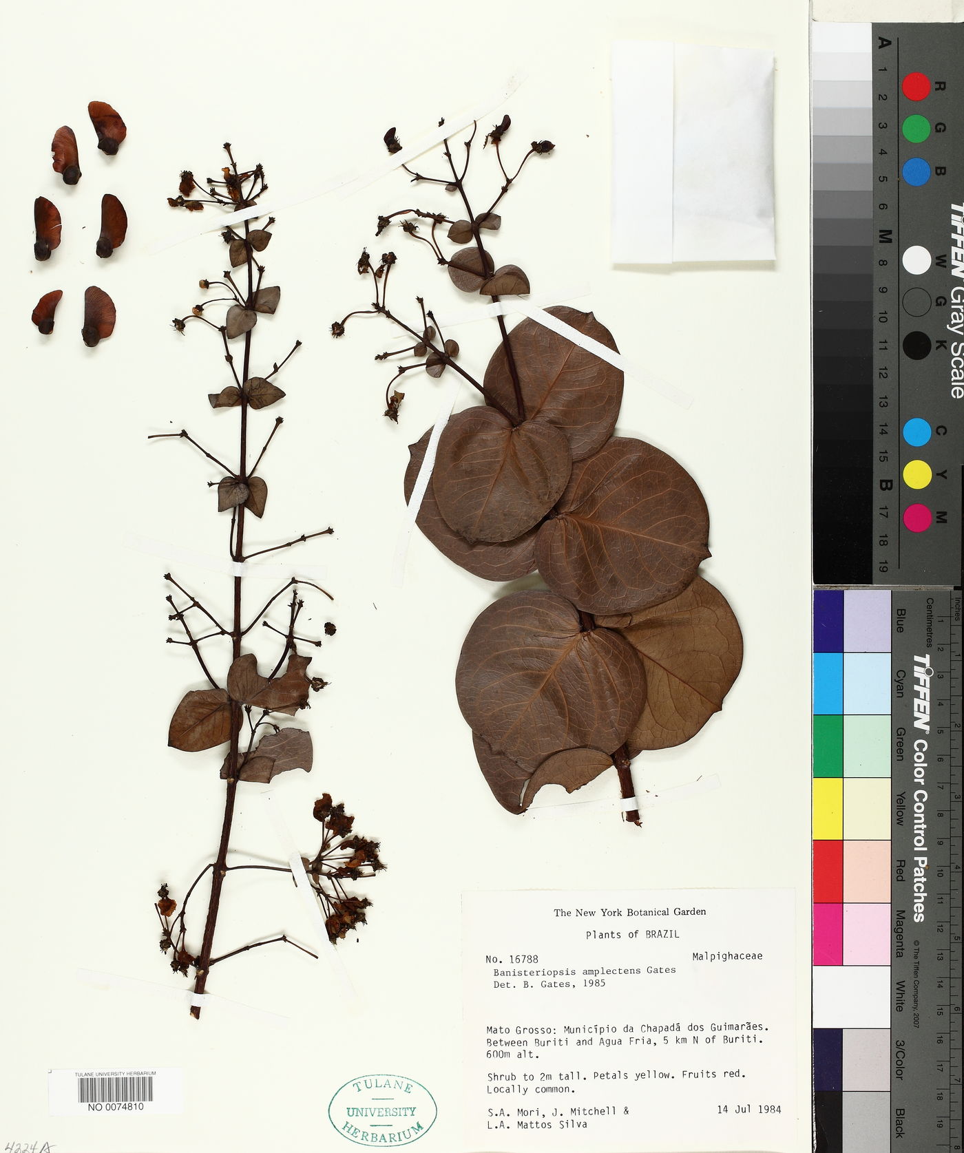 Diplopterys amplectens image