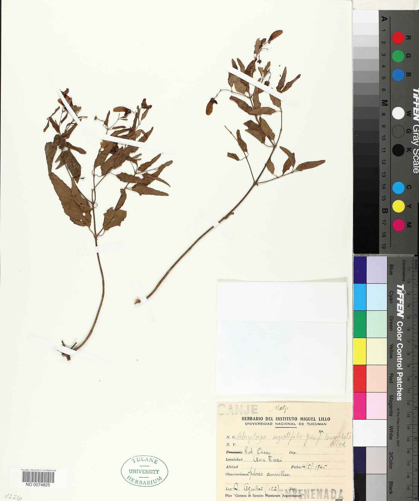 Heteropterys angustifolia image