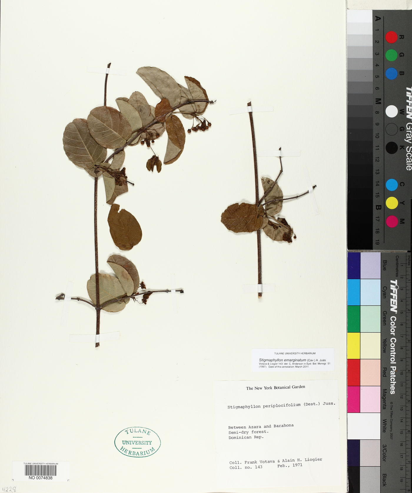 Stigmaphyllon emarginatum image