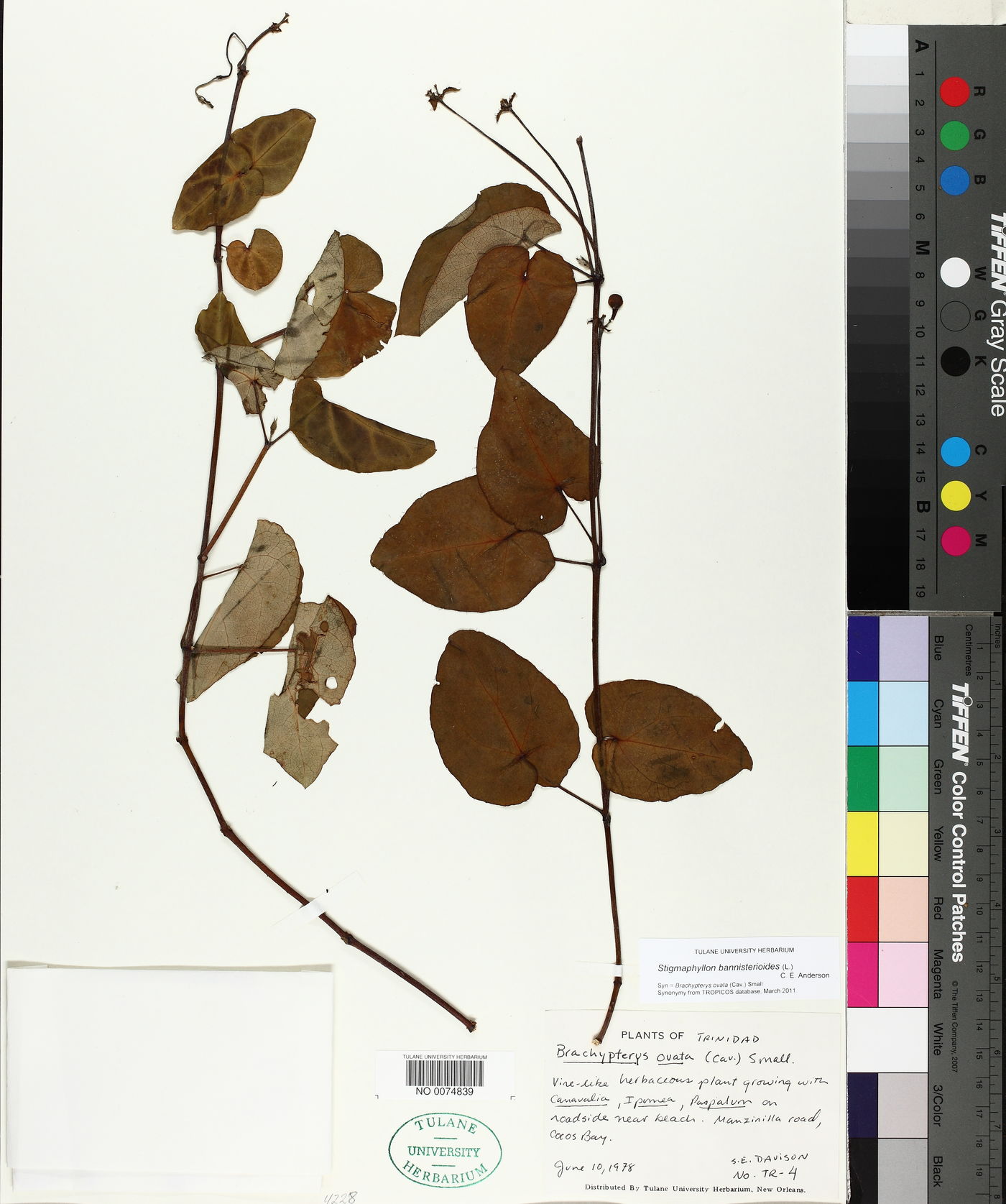 Stigmaphyllon bannisterioides image