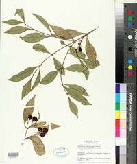 Bunchosia swartziana image
