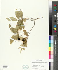 Bunchosia swartziana image