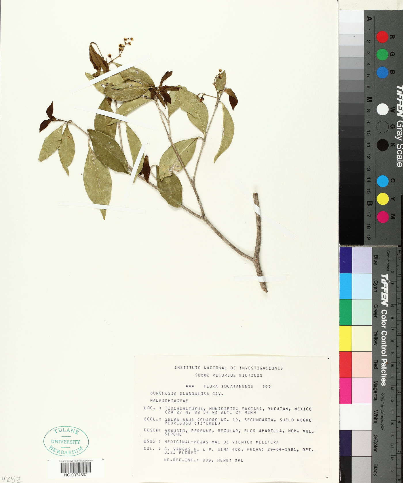 Bunchosia glandulosa image