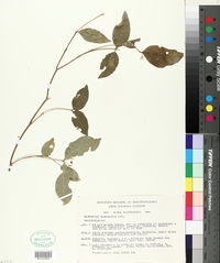 Bunchosia glandulosa image