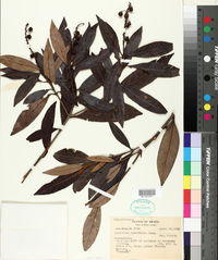 Image of Byrsonima lancifolia