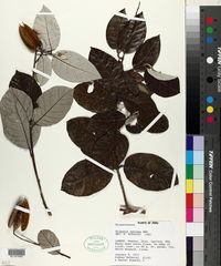 Image of Trigonia sericea