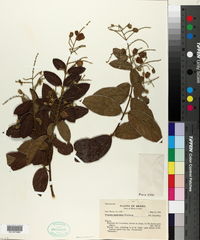 Image of Trigonia paniculata