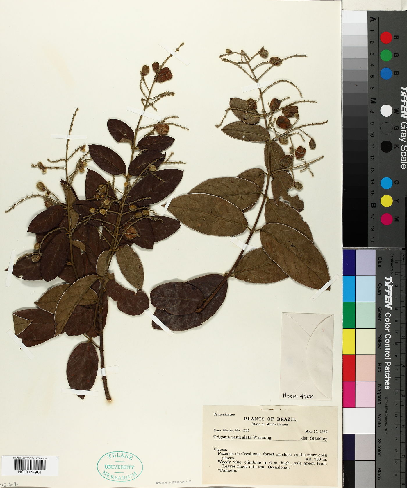 Trigonia paniculata image