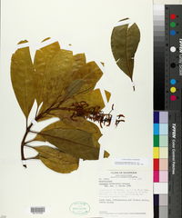 Vochysia guatemalensis image