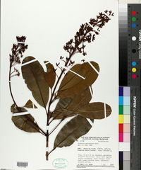 Image of Vochysia guianensis