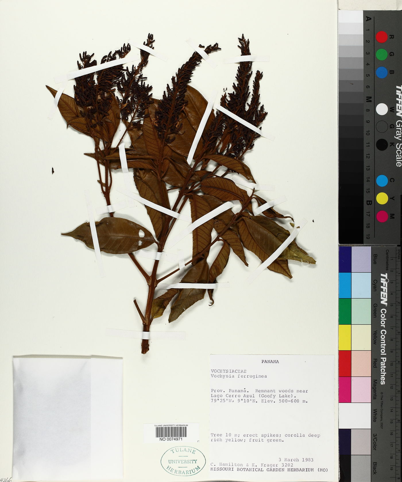 Vochysia ferruginea image