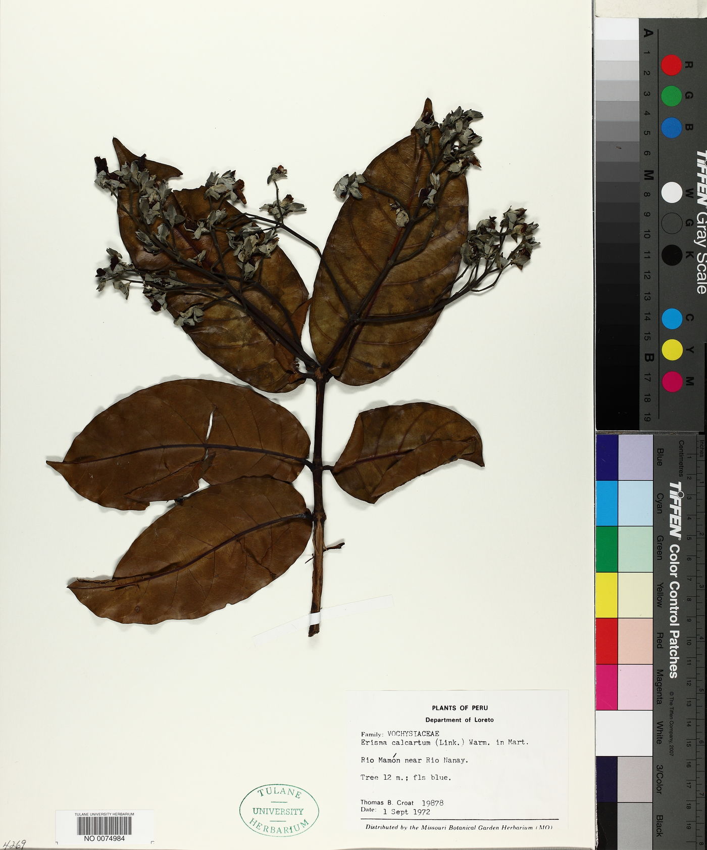Erisma calcaratum image