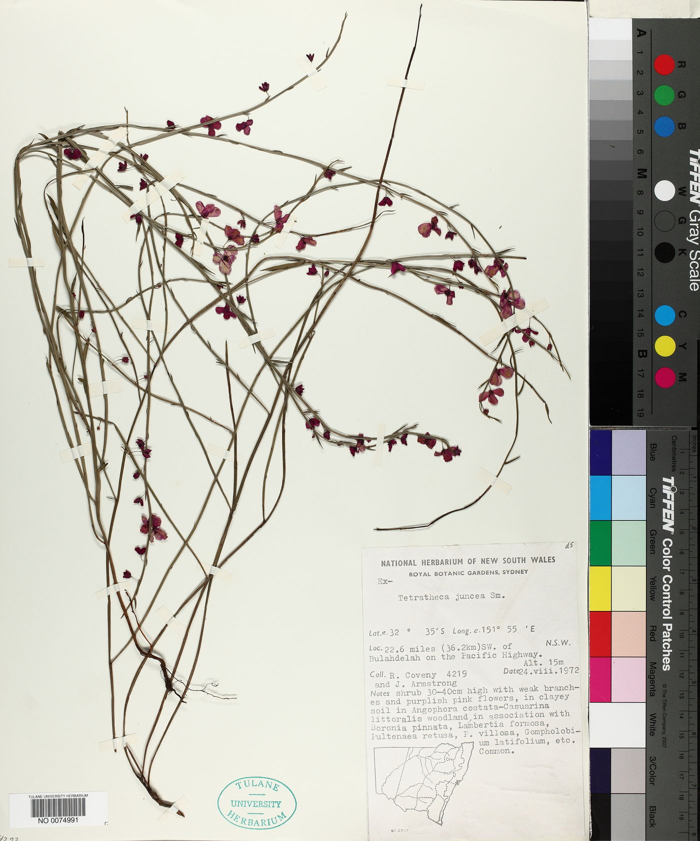 Tetratheca juncea image