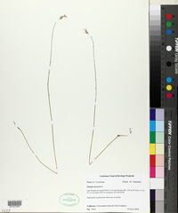 Polygala incarnata image