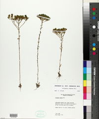 Polygala ramosa image