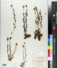 Polygala lutea image