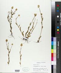 Polygala lutea image