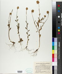 Polygala lutea image