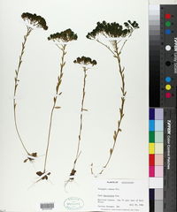 Polygala ramosa image